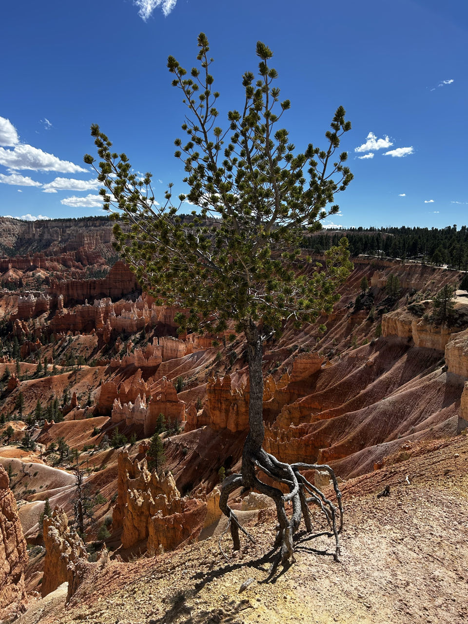 Bryce Canyon City — photo 6